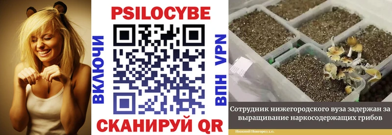 где купить   Плёс  ссылка на мегу ONION  Псилоцибиновые грибы Magic Shrooms 